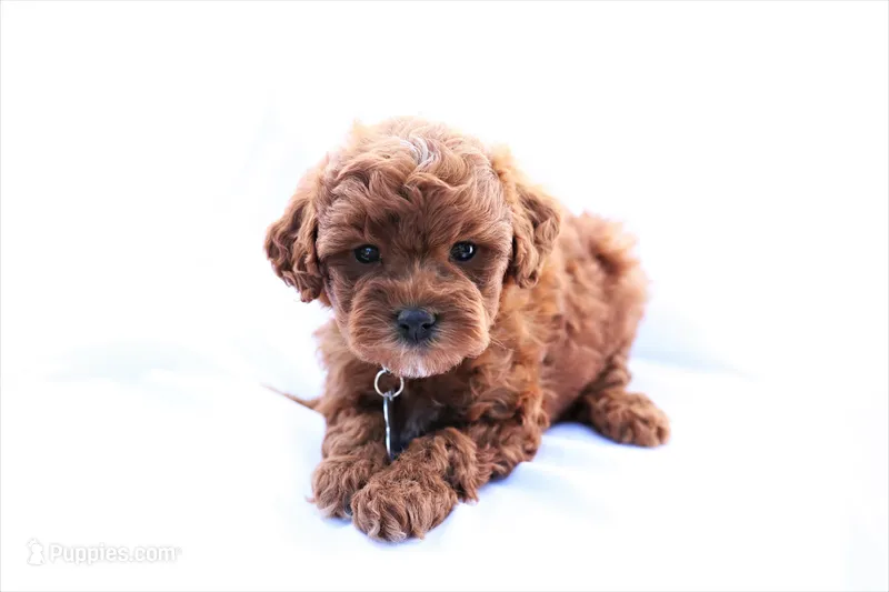 Pearl – Poodle - Miniature  puppy for sale in Denver, PA