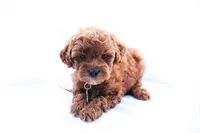 Pearl, a female Poodle - Miniature  for sale in Denver, PA – 1 of 5