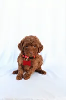 Cooper, a male Poodle - Miniature  for sale in Denver, PA – 2 of 6