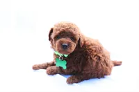 Peterson, a male Poodle - Miniature  for sale in Denver, PA – 3 of 5