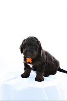 Max, a male Miniature Bernedoodle for sale in Denver, PA – 6 of 6