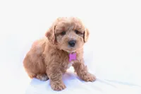 Bella, a female Miniature Bernedoodle for sale in Denver, PA – 5 of 5