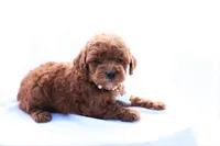 Pearl, a female Poodle - Miniature  for sale in Denver, PA – 5 of 5