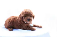 Pearl, a female Poodle - Miniature  for sale in Denver, PA – 2 of 5