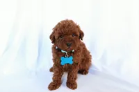 Duke, a male Poodle - Miniature  for sale in Denver, PA – 2 of 4