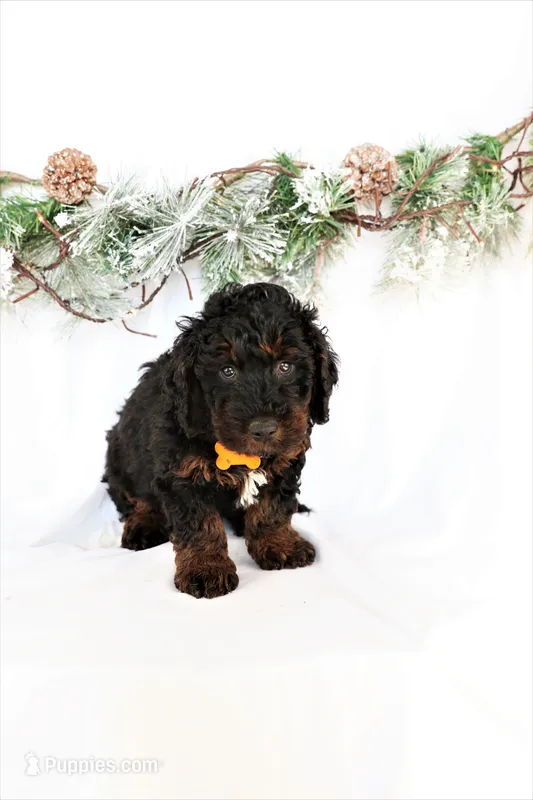 Max – Miniature Bernedoodle puppy for sale in Denver, PA