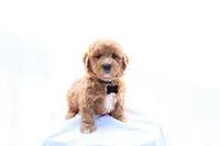 Milo, a male Miniature Bernedoodle for sale in Denver, PA – 4 of 6