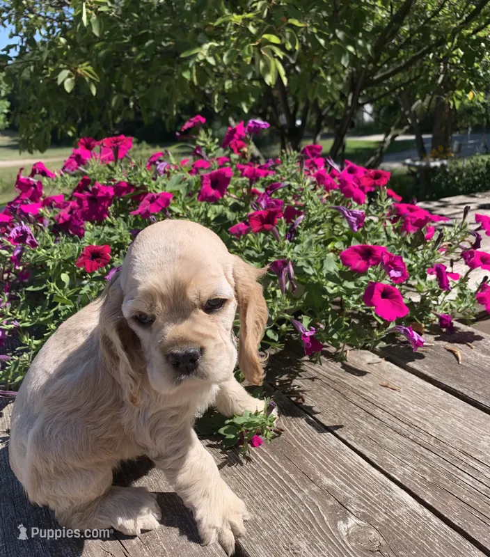 Plain Jane – Cocker Spaniel puppy for sale in Sand Lake, MI