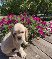 Plain Jane, a female Cocker Spaniel for sale in Sand Lake, MI – 1 of 4