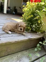 Princess, a female Cocker Spaniel for sale in Sand Lake, MI – 2 of 4