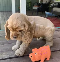 Edmond, a male Cocker Spaniel for sale in Sand Lake, MI – 2 of 4
