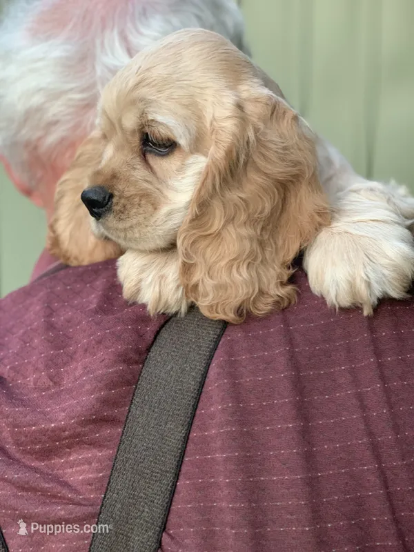 Plain Jane – Cocker Spaniel puppy for sale in Sand Lake, MI