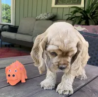 Edmond, a male Cocker Spaniel for sale in Sand Lake, MI – 3 of 4