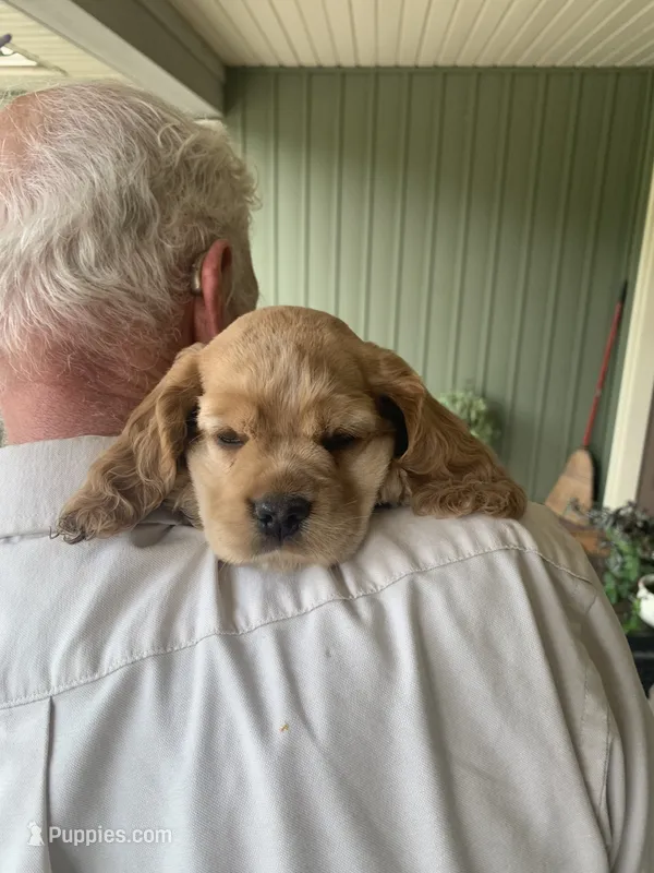 William – Cocker Spaniel puppy for sale in Sand Lake, MI
