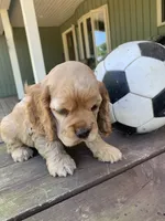 William, a male Cocker Spaniel for sale in Sand Lake, MI – 3 of 4