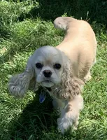 Hank, a male Cocker Spaniel for sale in Sand Lake, MI – 6 of 6