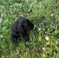 Sambo, a male Cocker Spaniel for sale in Sand Lake, MI – Photo 2 of 3