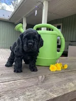Sambo, a male Cocker Spaniel for sale in Sand Lake, MI – 4 of 5