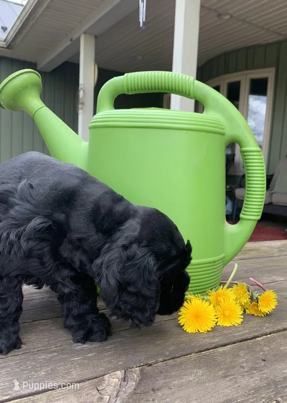 Sambo – Cocker Spaniel puppy for sale in Sand Lake, MI