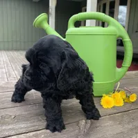 Sambo, a male Cocker Spaniel for sale in Sand Lake, MI – 2 of 5