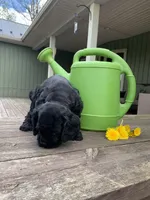 Sambo, a male Cocker Spaniel for sale in Sand Lake, MI – 3 of 5
