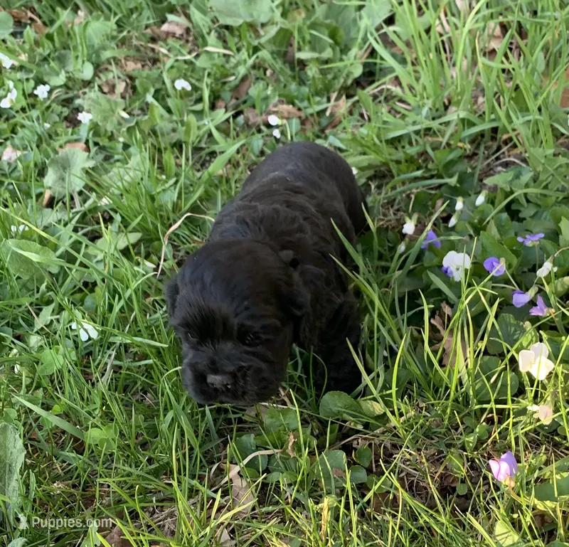 Sambo, a male Cocker Spaniel for sale in Sand Lake, MI – Photo 1 of 3