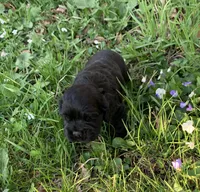 Sambo, a male Cocker Spaniel for sale in Sand Lake, MI – Photo 1 of 3
