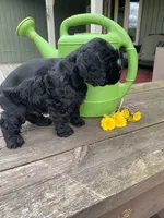 Sambo, a male Cocker Spaniel for sale in Sand Lake, MI – 5 of 5