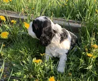 Cow-Cow, a male Cocker Spaniel for sale in Sand Lake, MI – Photo 1 of 4
