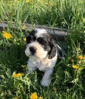 Cow-Cow, a male Cocker Spaniel for sale in Sand Lake, MI – Photo 2 of 4