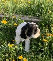 Cow-Cow, a male Cocker Spaniel for sale in Sand Lake, MI – Photo 3 of 4
