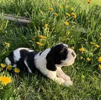 Cow-Cow, a male Cocker Spaniel for sale in Sand Lake, MI – Photo 4 of 4