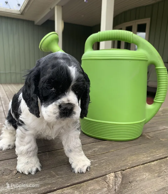 Cow-Cow – Cocker Spaniel puppy for sale in Sand Lake, MI