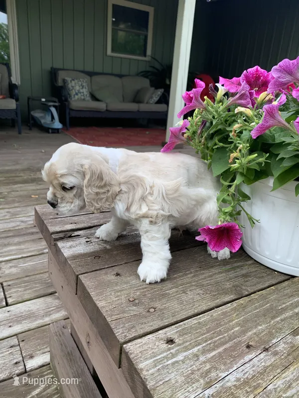 Jack – Cocker Spaniel puppy for sale in Sand Lake, MI