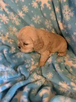 Hank, a male Cocker Spaniel for sale in Sand Lake, MI – 1 of 6