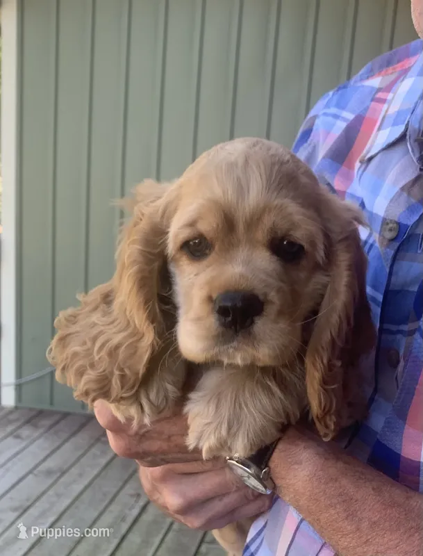 Princess – Cocker Spaniel puppy for sale in Sand Lake, MI