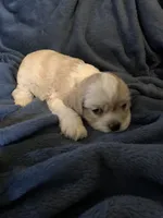 Jack, a male Cocker Spaniel for sale in Sand Lake, MI – 1 of 5
