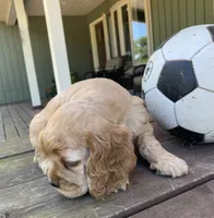 William, a male Cocker Spaniel for sale in Sand Lake, MI – 4 of 4