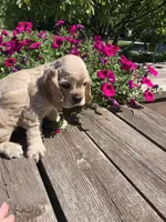 Plain Jane, a female Cocker Spaniel for sale in Sand Lake, MI – 3 of 4