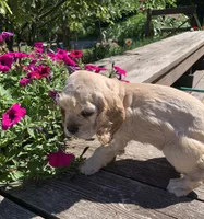 Plain Jane, a female Cocker Spaniel for sale in Sand Lake, MI – 2 of 4