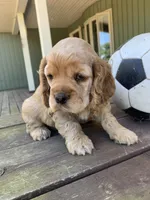 William, a male Cocker Spaniel for sale in Sand Lake, MI – 2 of 4