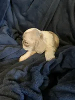 Jack, a male Cocker Spaniel for sale in Sand Lake, MI – 2 of 5