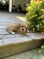 Princess, a female Cocker Spaniel for sale in Sand Lake, MI – 3 of 4