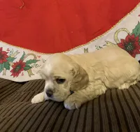 processed/c8cf26f4-1b6d-4f99-b0ef-33190425b28a/listing/83f5c60d-2267-4788-8c35-48eb7c5744c4/8d598b49-c84b-4b87-84f8-2fbe159b0c0d