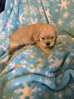 Hank, a male Cocker Spaniel for sale in Sand Lake, MI – 4 of 6