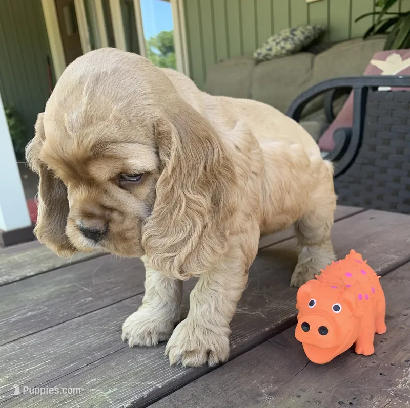 Edmond – Cocker Spaniel puppy for sale in Sand Lake, MI
