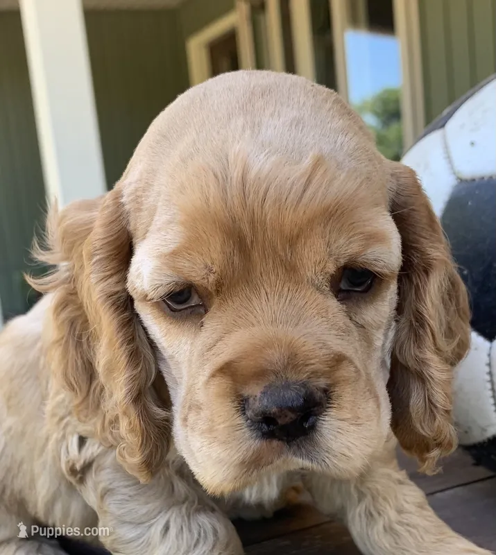 William – Cocker Spaniel puppy for sale in Sand Lake, MI