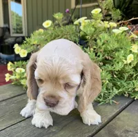 Missy, a female Cocker Spaniel for sale in Sand Lake, MI – 2 of 4