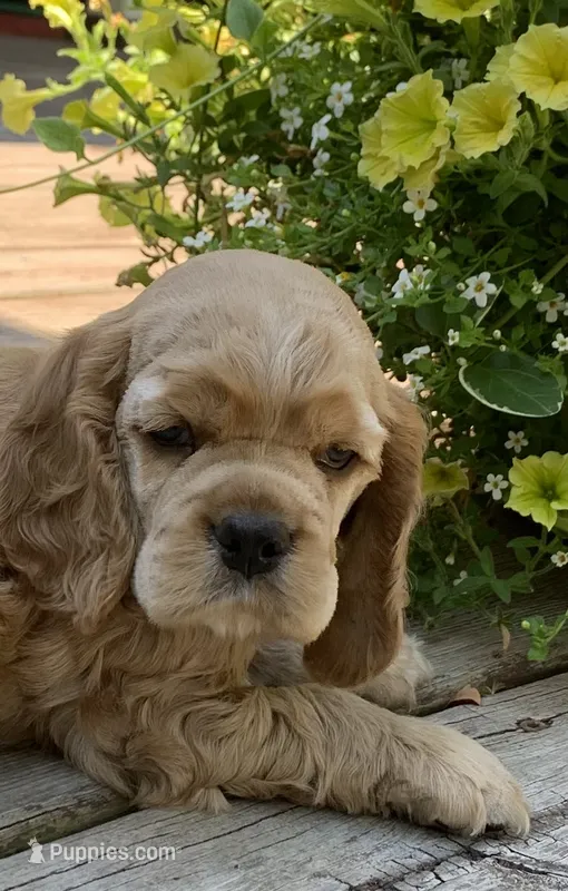 Princess – Cocker Spaniel puppy for sale in Sand Lake, MI
