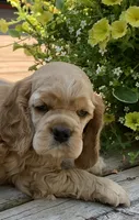 Princess, a female Cocker Spaniel for sale in Sand Lake, MI – 1 of 4